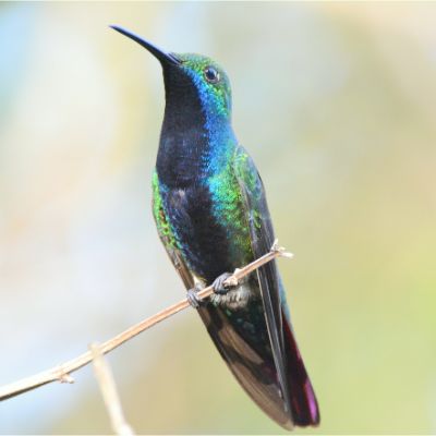 Sparkling Violetear (2)